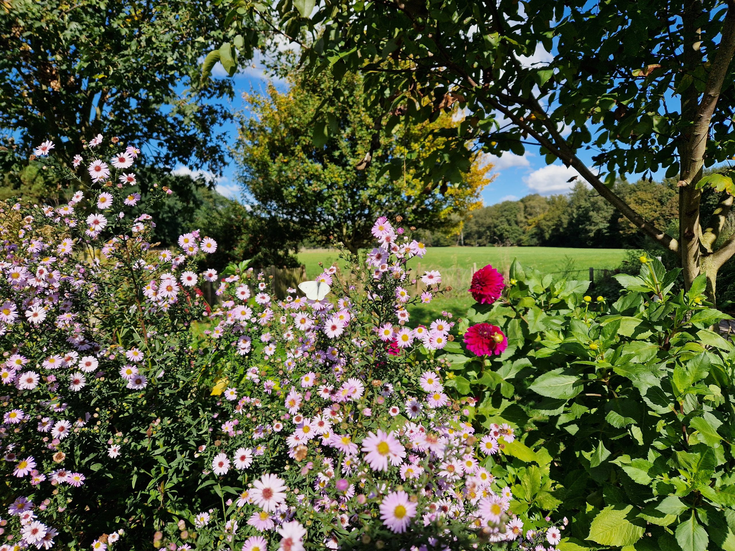 Natuurlijke tuin natuurhuisje Vinlie